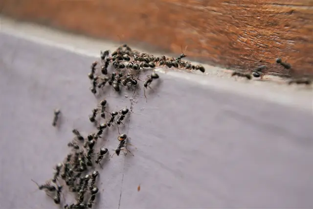 Ant Proofing Your Home Protecting Your Home from Invaders