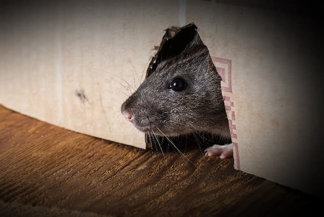 Bolstering Your Defense Sealing Rat Entry Points in Your Home