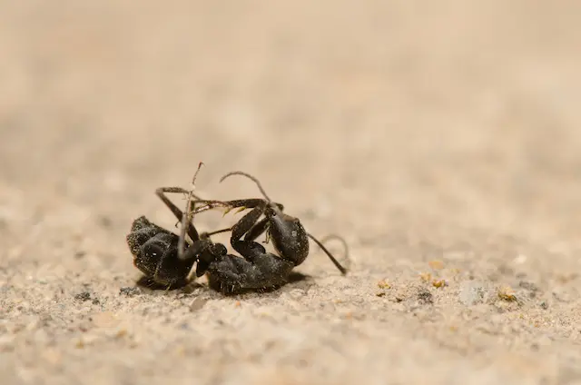 Carpenter Ant Nests Where to Look and What to Do