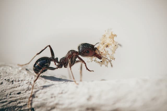 Carpenter Ants vs. Other Black Ants Spotting the Differences
