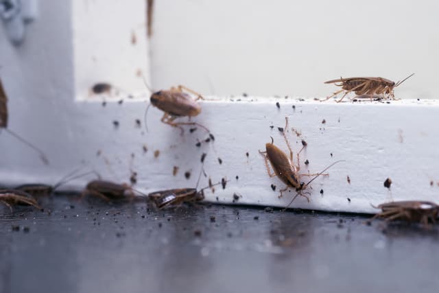 Cockroach Species 101 Know Your Home Invaders