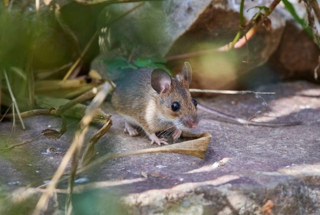 Decoding the House Mouse Biology and Behavior Unveiled