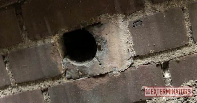 Hole in One How Rats Infiltrate Your Home and How to Stop Them