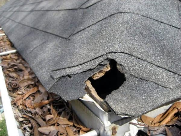 One Way Doors and Attic Vent Covers Essentials for Squirrel Removal