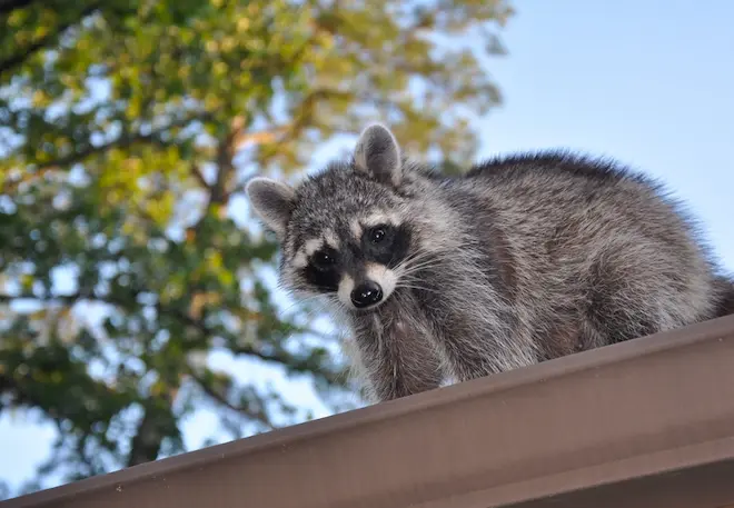 Raccoon Babies in the Attic A Delicate Removal Process