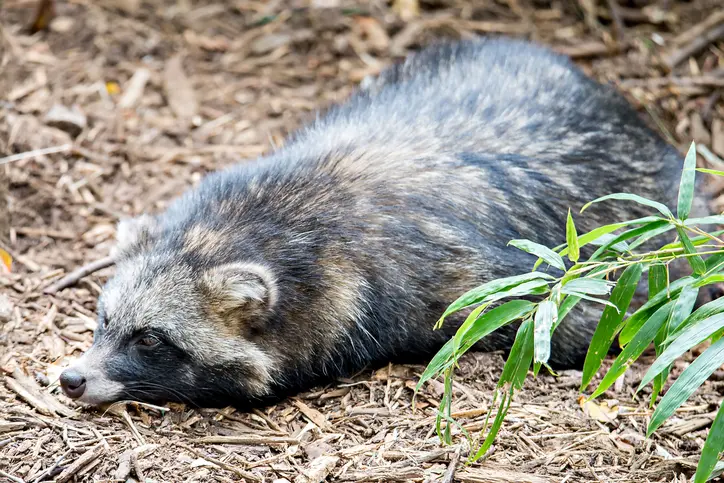 Raccoon Removal Techniques One Way Door Vs Trapping