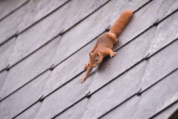 Safeguarding Your Attic Benefits of Expert Squirrel Exclusion Services