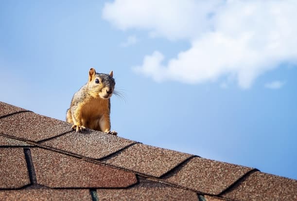 Squirrel Wars Battling Attic Invaders for Peace and Quiet