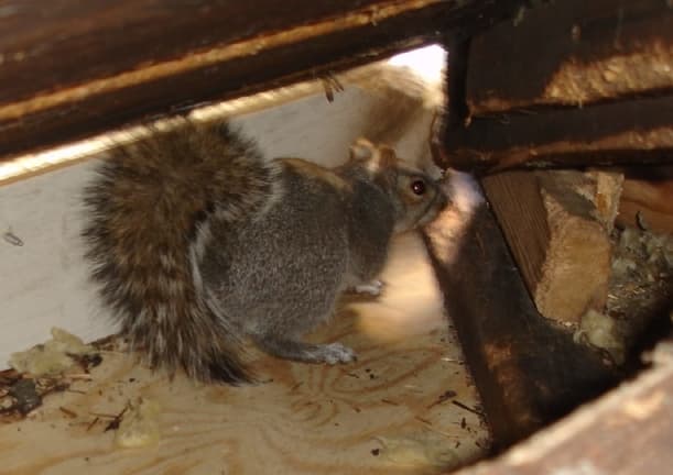 Surviving Squirrelgeddon Common Ways Squirrels Infiltrate Attics