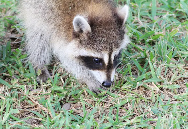 The Nighttime Bandits Understanding Raccoon Behavior Patterns
