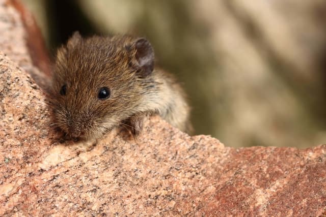 The Secret Lives of House Mice Understanding Their Behavior