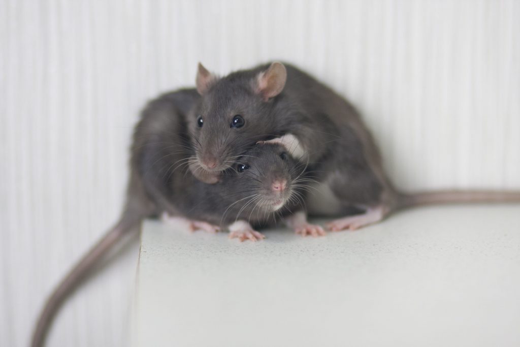 The Sneaky Invaders How Rats Establish Residences in Your Home