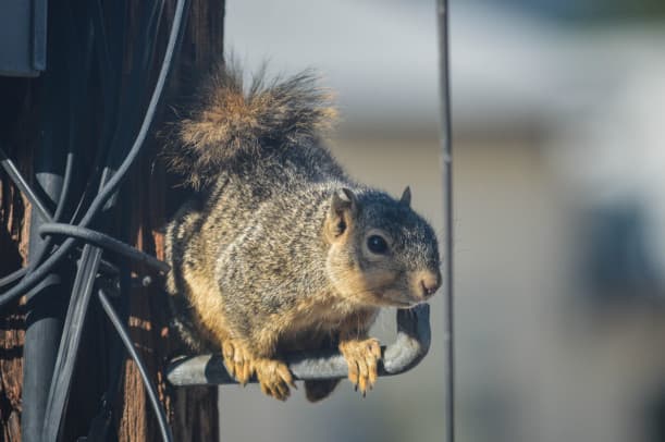 When Squirrels Strike Back Signs It's Time to Call the Pros