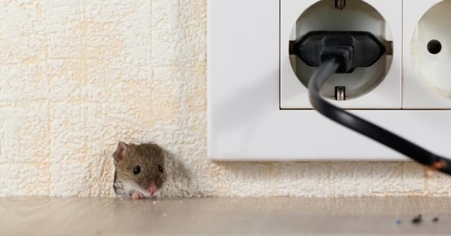 Year Round Mouse Control Keeping Your Home Rodent Free